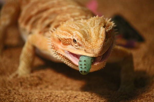Why Is My Bearded Dragon Not Eating?