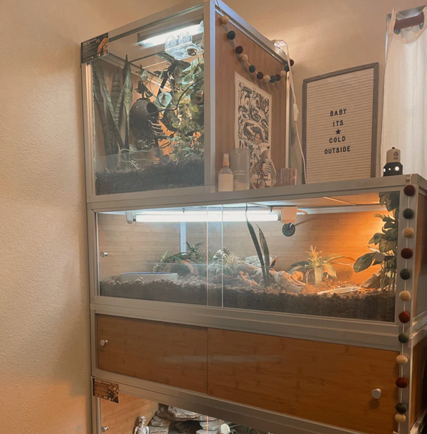 How to Build a Bioactive Enclosure for Arid Reptiles