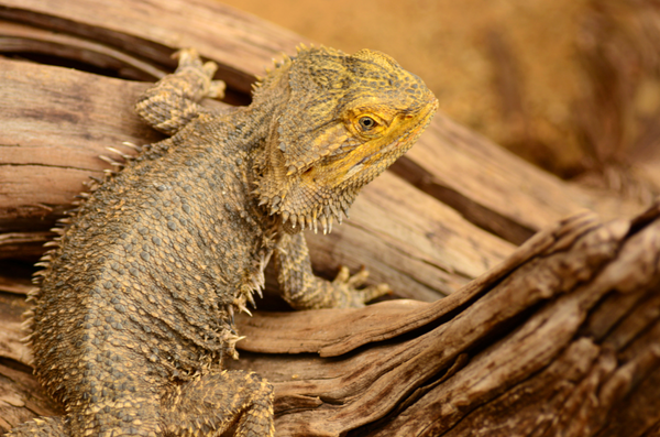 Bearded Dragons in the Wild: Territory, Diet, Behavior & Lifespan