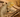 Bearded Dragons in the Wild: Territory, Diet, Behavior & Lifespan