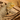 Bearded Dragons in the Wild: Territory, Diet, Behavior & Lifespan