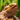 Best UVB Bulbs for Bearded Dragons: T5 vs. T8