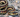 Reptile Cohabitation: Is It Ethical?