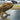 Bearded Dragon Quarantine: A Step-by-Step Guide