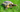 Russian Tortoise Essential Care Guide