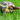 Russian Tortoise Essential Care Guide