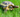 Russian Tortoise Essential Care Guide