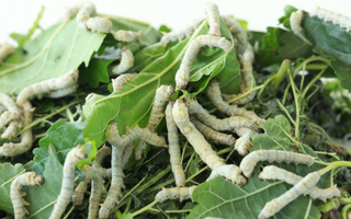 Why You Should Feed Your Reptile Silkworms!