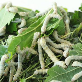 Why You Should Feed Your Reptile Silkworms!