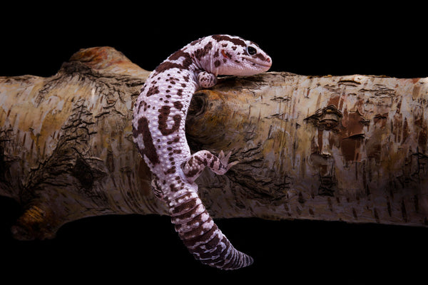 Leopard Geckos vs. African Fat-Tailed Geckos | What is the Difference?