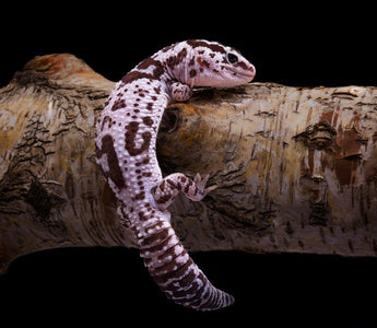 Leopard Geckos vs. African Fat-Tailed Geckos | What is the Difference?
