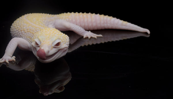 How to Safely Provide UVB for Albino Reptiles