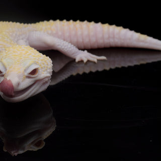 How to Safely Provide UVB for Albino Reptiles