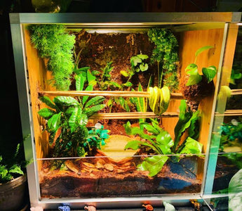 5 Reptiles That Can Live in a 2x2x2 Enclosure