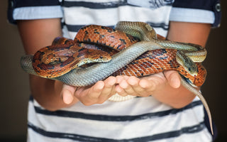 Do Corn Snakes Make Good First Reptile Pets? | Corn Snakes for Beginners