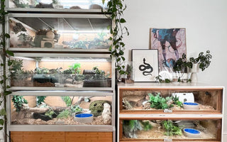 Are Zen Habitats Enclosures Worth It?