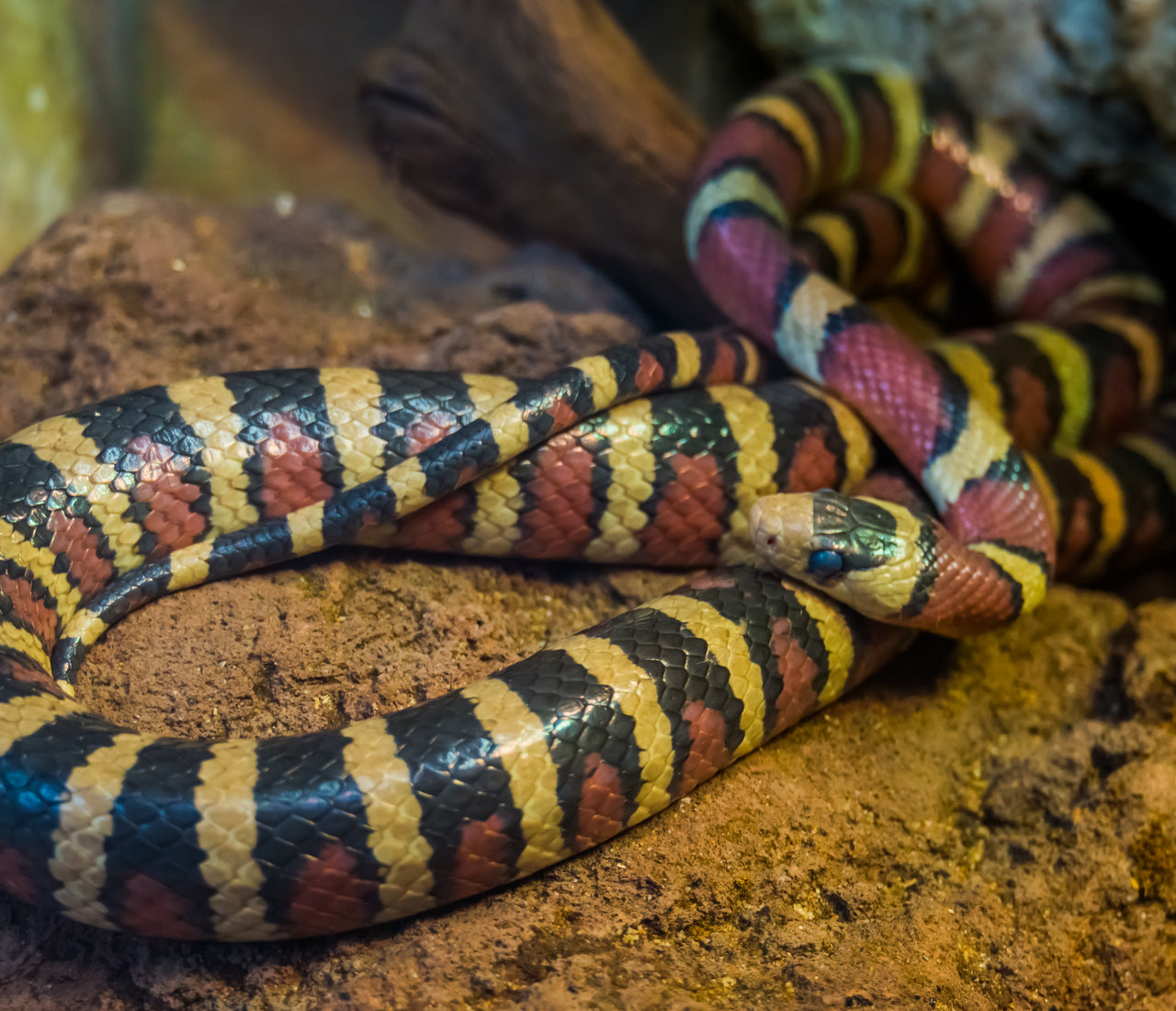 Is My Snake Thriving or Just Surviving? | Zen Habitats