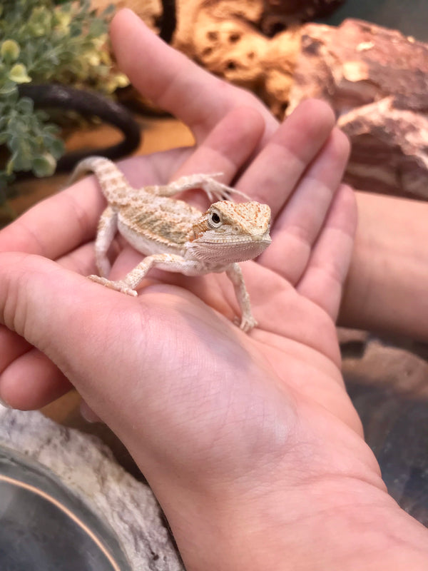 Baby Bearded Dragon Care Guide | Zen Habitats