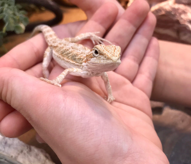 Baby Bearded Dragon Care Guide Zen Habitats