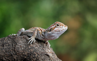 Baby Bearded Dragons | Top 5 Must Know Tips