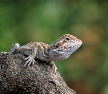 Baby Bearded Dragons | Top 5 Must Know Tips