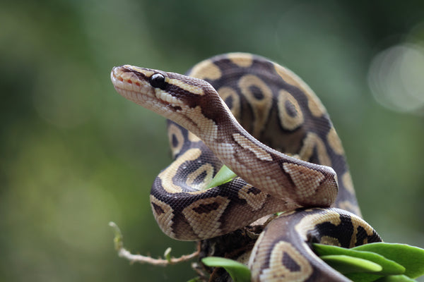 Ball Python Essential Care Information