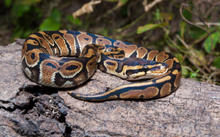 Ball Python Care Sheet Provided By ReptiFiles
