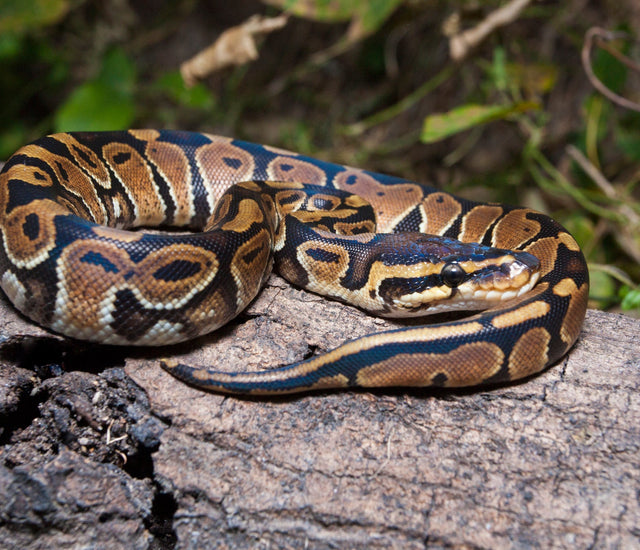 Ball Python Care Sheet Provided By ReptiFiles Zen Habitats