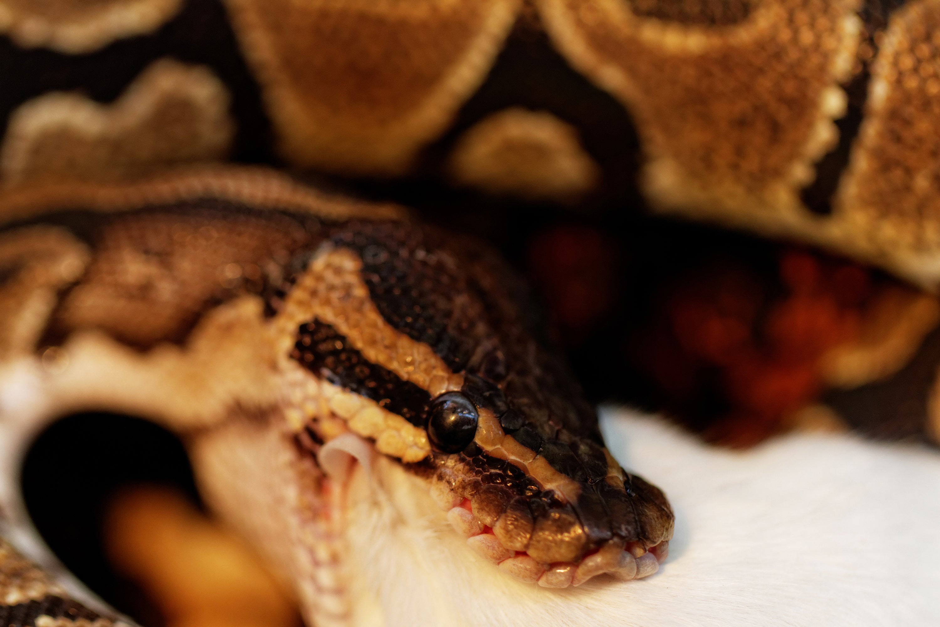 How to Switch Your Snake From Live to Frozen Thawed
