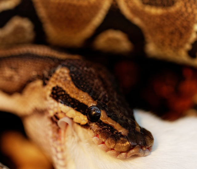 View of How to Switch Your Snake From Live to Frozen Thawed | Tips and Tricks ...