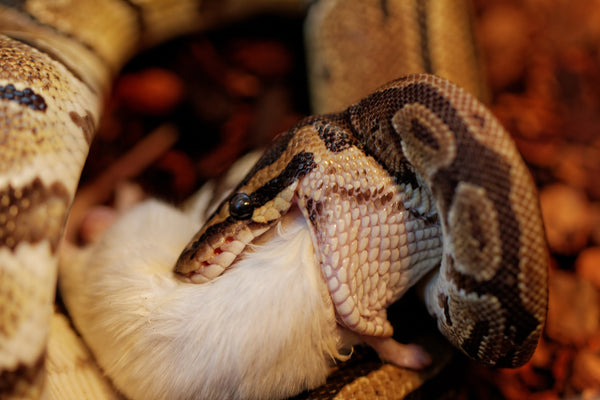 Ball Python Complete Food Guide