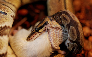 Ball Python Complete Food Guide