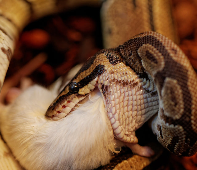 Ball Python Complete Food Guide – Zen Habitats