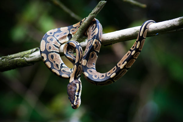Not JUST A “Pet Rock” | Ball Python Enrichment Ideas