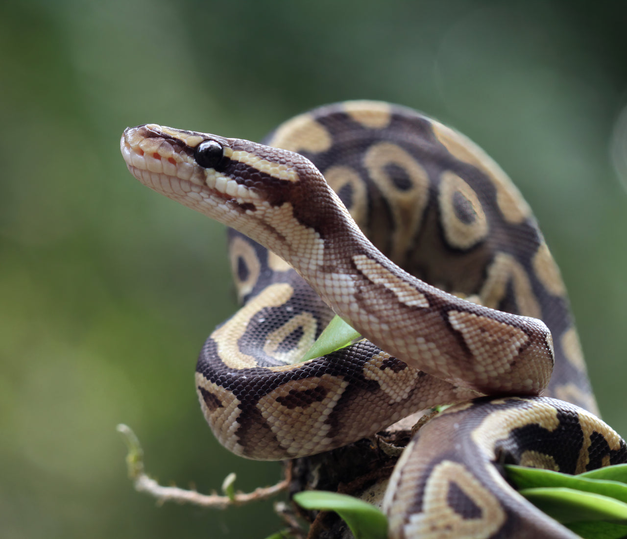 Ball Python Realitsc Answering The Most Asked Ball Python Questions | Zen Habitats
