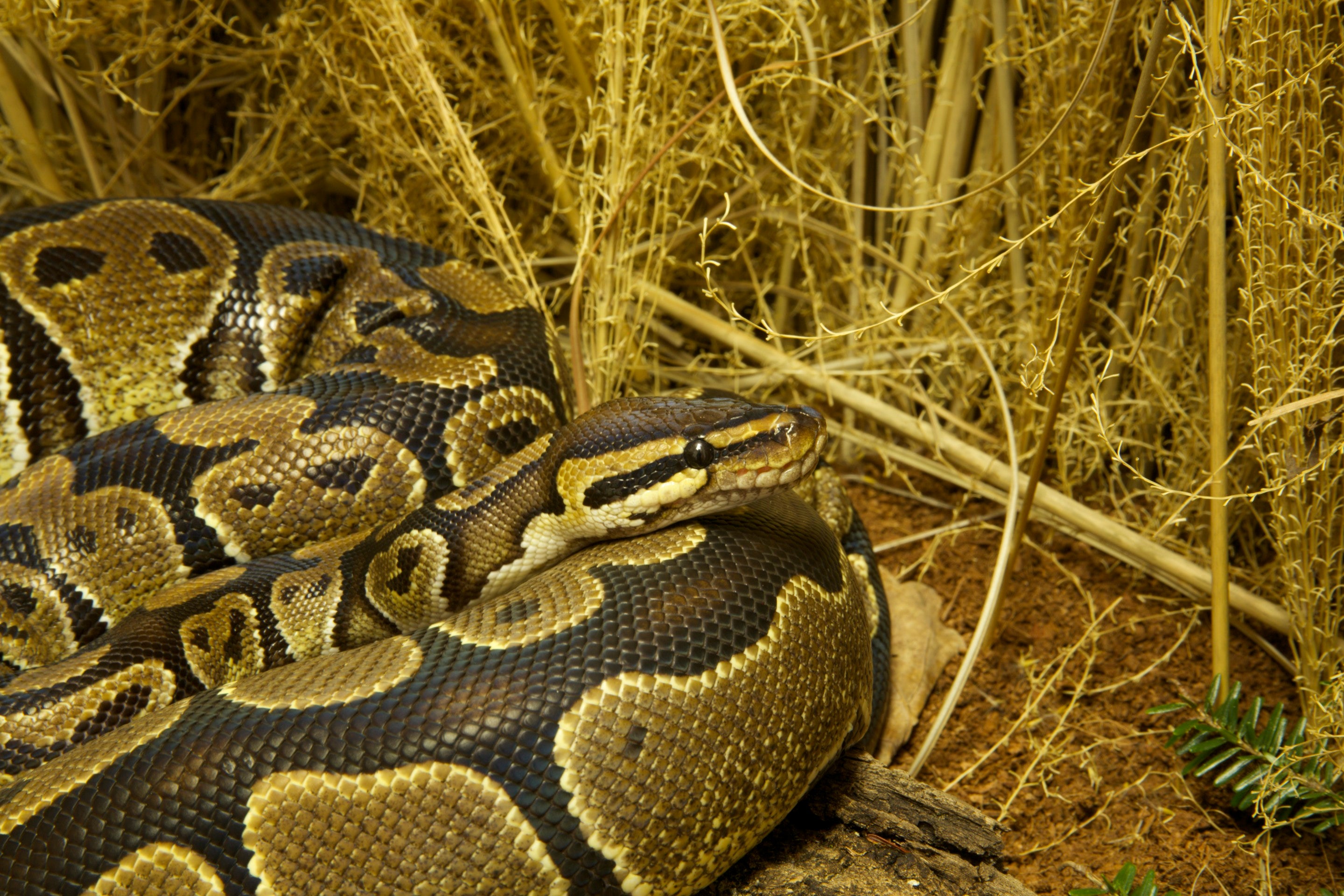 Ball Python Complete Lighting and Heating Guide โ Zen Habitats