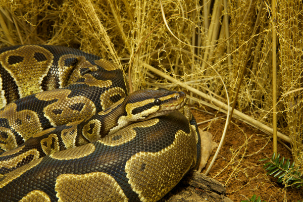 Ball Python Complete Lighting and Heating Guide