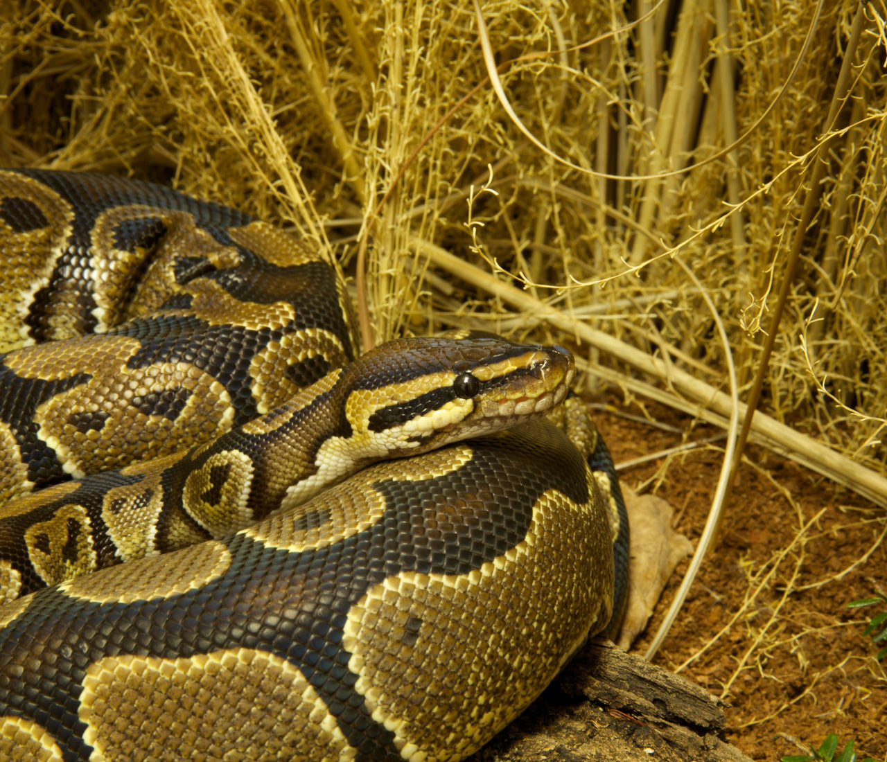 Ball Python Complete Lighting and Heating Guide – Zen Habitats