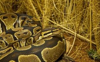 Ball Python Complete Lighting and Heating Guide