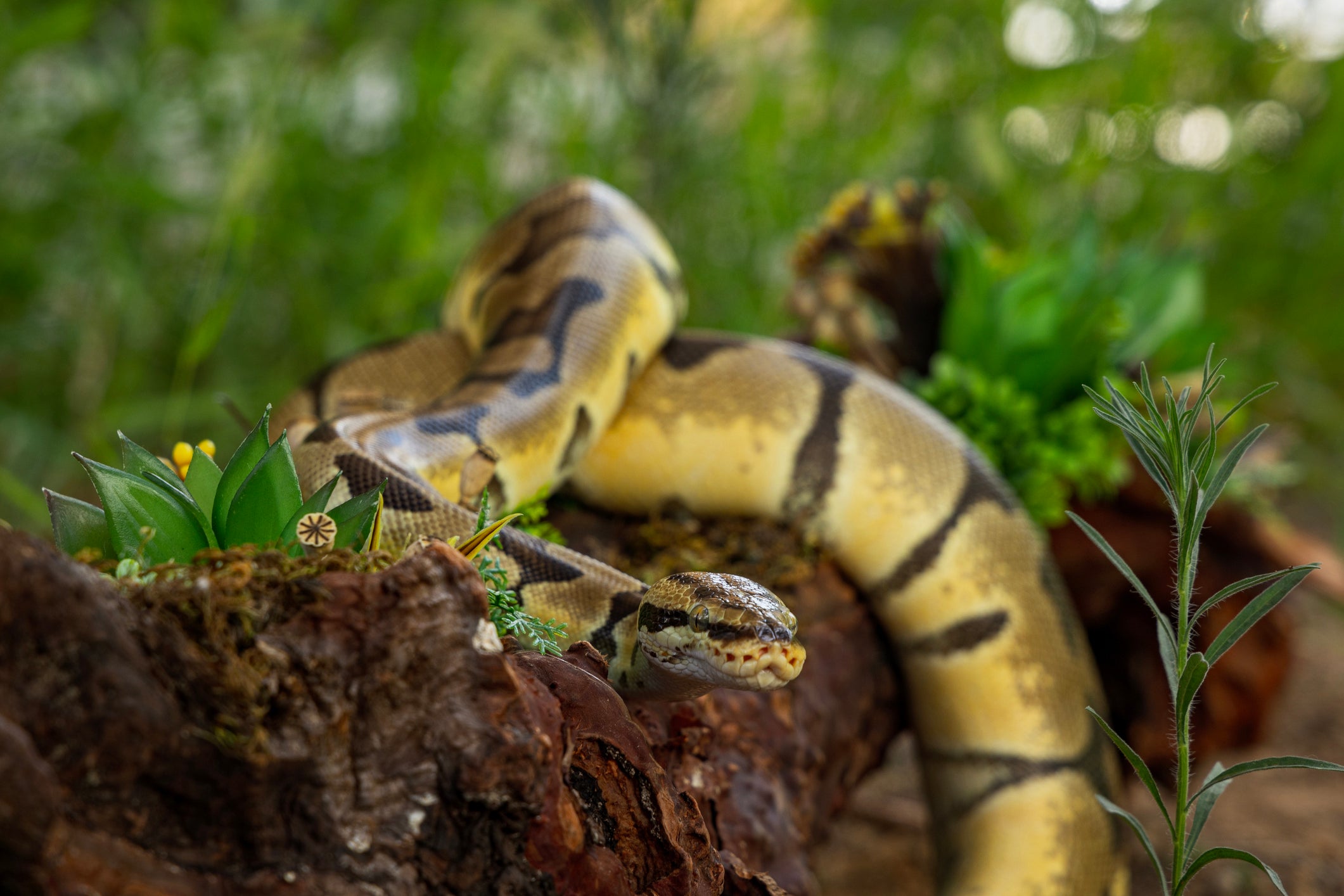 Ball Python Complete Substrate Guide – Zen Habitats