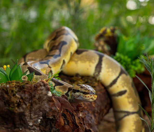 Ball Python Complete Substrate Guide – Zen Habitats