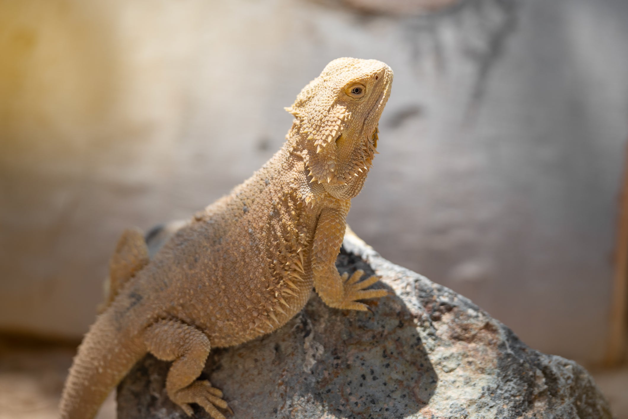 Do Bearded Dragons Make Good Pets Do Bearded Dragons Make Good First Pets? | Zen Habitats