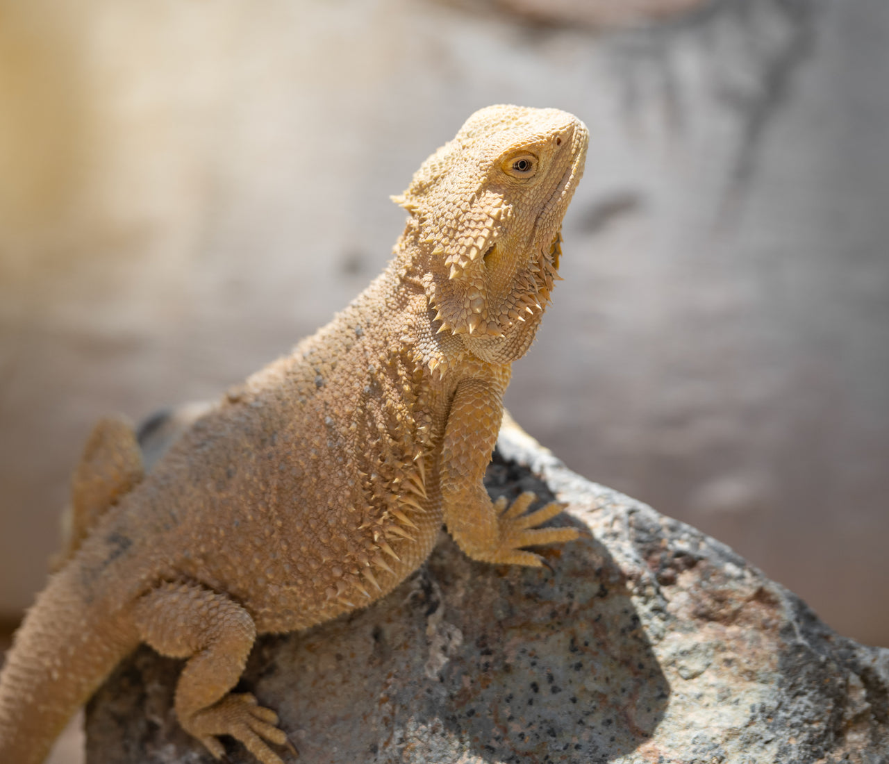 Do Bearded Dragons Make Good First Pets? Zen Habitats