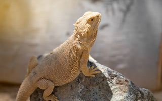Do Bearded Dragons Make Good First Pets? | Zen Habitats