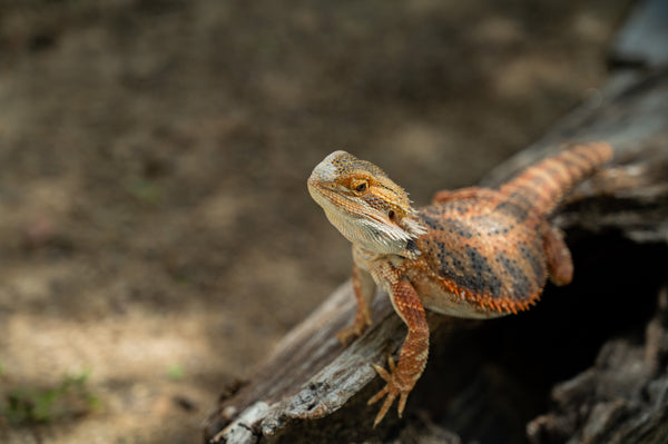 How To Create A Bearded Dragon Bioactive Terrarium