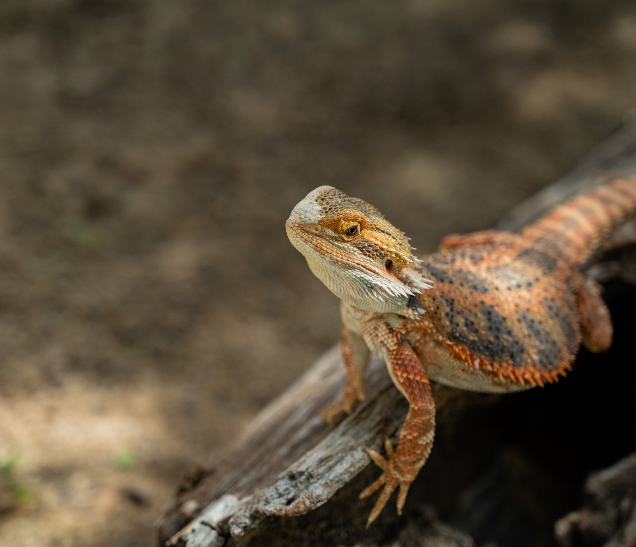 How To Create A Bearded Dragon Bioactive Terrarium Zen Habitats