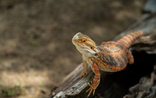 How To Create A Bearded Dragon Bioactive Terrarium