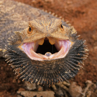 Why Is My Bearded Dragon’s Beard Black?&nbsp;