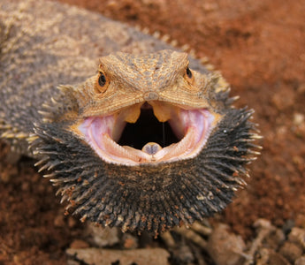 Why Is My Bearded Dragon’s Beard Black?