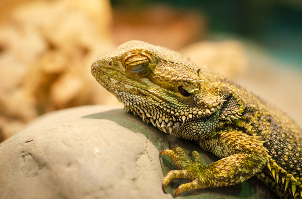 Bearded Dragons and Brumation | What to Do